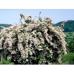Dronningebusk 'Pink Cloud' Kolkwitzia Amabilis 'Pink Cloud' Potte 7,5 Liter 80-100 Cm. -Tilbud Lys Haven Butik mi1389 kolkwitzia amabilis pink cloud ecf1
