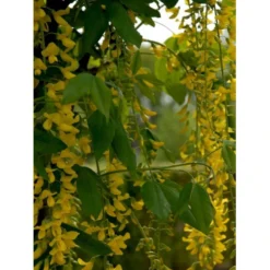 Alpeguldregn Laburnum Alpinum Opstammet 120 Cm. 7,5 Liter Potte -Tilbud Lys Haven Butik mi1390 laburnum alpinum 7d38