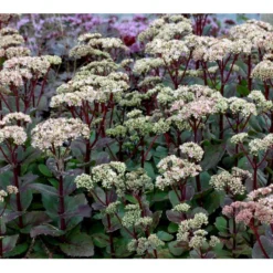 Sankthansurt 'Matrona' Sedum Telephium 'Matrona' 1 Liter Potte -Tilbud Lys Haven Butik mi13916 sedum matrona 3937
