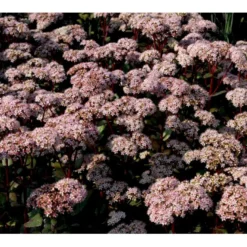 Sankthansurt 'Matrona' Sedum Telephium 'Matrona' 1 Liter Potte -Tilbud Lys Haven Butik mi13916 sedum matrona 45c2