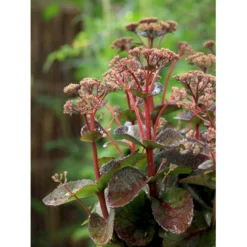 Sankthansurt 'Matrona' Sedum Telephium 'Matrona' 1 Liter Potte -Tilbud Lys Haven Butik mi13916 sedum matrona 5608