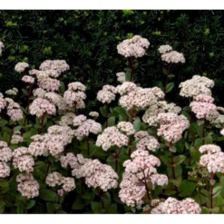 Sankthansurt 'Matrona' Sedum Telephium 'Matrona' 1 Liter Potte -Tilbud Lys Haven Butik mi13916 sedum matrona 7d0d