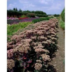 Sankthansurt 'Matrona' Sedum Telephium 'Matrona' 1 Liter Potte -Tilbud Lys Haven Butik mi13916 sedum matrona 7e0b