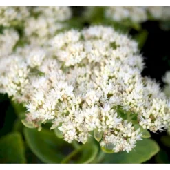 Kinesisk Sankthansurt Sedum Spectabilie 'Star Dust' 1 Liter Potte