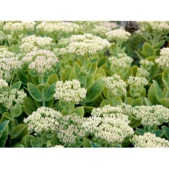 Kinesisk Sankthansurt Sedum Spectabilie 'Star Dust' 1 Liter Potte -Tilbud Lys Haven Butik mi13936 sedum spectabile star dust 5d6c