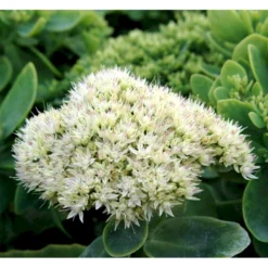 Kinesisk Sankthansurt Sedum Spectabilie 'Star Dust' 1 Liter Potte -Tilbud Lys Haven Butik mi13936 sedum spectabile star dust 78ca