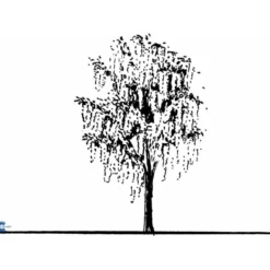Guldregn Laburnum Watereri 'Vossii' Opstammet 180 Cm. Med Potte -Tilbud Lys Haven Butik mi1393 laburnum watereri vossii 51e5
