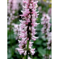 Betonie Stachys Monnieri 'Hummelo' 1 Liter Potte -Tilbud Lys Haven Butik mi14090 stachys monnieri 7d22