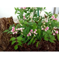 Vår-Fladbælg Lathyrus Vernus 'Rosenelfe' 1 Liter Potte -Tilbud Lys Haven Butik mi1410 lathyrus vernus rosenelfe 856d