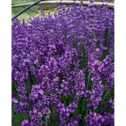 Lavendel 'Hidcote Blue' Lavandula Angustifolia 'Hidcote Blue' Med Potte, Kompakte, 10 Cm. Potte -Tilbud Lys Haven Butik mi1414 lavandula angustifolia hidcote blue 0bfc