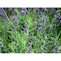 Lavendel 'Hidcote Blue' Lavandula Angustifolia 'Hidcote Blue' Med Potte, Kompakte, 10 Cm. Potte -Tilbud Lys Haven Butik mi1414 lavandula angustifolia hidcote blue 9920