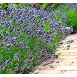 Lavendel 'Hidcote Blue' Lavandula Angustifolia 'Hidcote Blue' Med Potte, Kompakte, 10 Cm. Potte -Tilbud Lys Haven Butik mi1414 lavandula angustifolia hidcote blue d3aa
