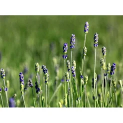 Lavendel 'Hidcote Blue' Lavandula Angustifolia 'Hidcote Blue' Med Potte, Kompakte, 10 Cm. Potte -Tilbud Lys Haven Butik mi1414 lavandula angustifolia hidcote blue d423