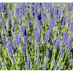 Lavendel 'Hidcote Blue' Lavandula Angustifolia 'Hidcote Blue' Med Potte, Kompakte, 10 Cm. Potte -Tilbud Lys Haven Butik mi1414 lavandula angustifolia hidcote blue dd79