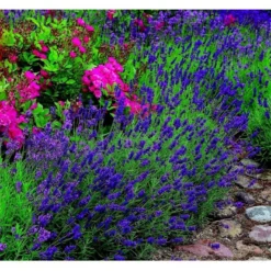 Lavendel 'Hidcote Blue' Lavandula Angustifolia 'Hidcote Blue' Med Potte, Kompakte, 10 Cm. Potte -Tilbud Lys Haven Butik mi1414 lavandula angustifolia hidcote blue e321