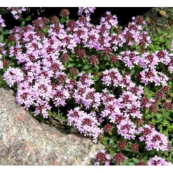 Lodden Timian Thymus Praecox Var. Pseudolanuginosus 10 Cm. Potte -Tilbud Lys Haven Butik mi14163 thymus pra var pseudolanuginosus 78cf