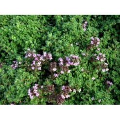 Lodden Timian Thymus Praecox Var. Pseudolanuginosus 10 Cm. Potte -Tilbud Lys Haven Butik mi14163 thymus pra var pseudolanuginosus be51