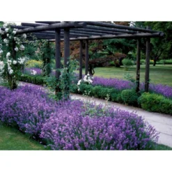 Lavendel 'Munstead' Lavandula Angustifolia 'Munstead' 10 Cm. Potte -Tilbud Lys Haven Butik mi1416 lavandula angustifolia munstead 6116