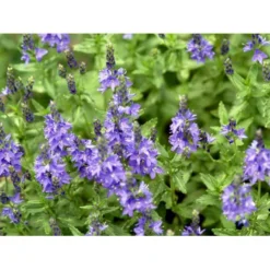 Bredbladet Ærenpris Veronica Austrica 'True Blue' 1 Liter Potte -Tilbud Lys Haven Butik mi14263 veronica austriaca true blue 2ec7