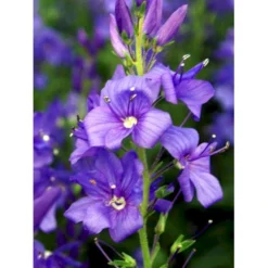 Bredbladet Ærenpris Veronica Austrica 'True Blue' 1 Liter Potte -Tilbud Lys Haven Butik mi14263 veronica austriaca true blue 9455