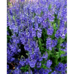 Bredbladet Ærenpris Veronica Austrica 'True Blue' 1 Liter Potte -Tilbud Lys Haven Butik mi14263 veronica austriaca true blue c7a3
