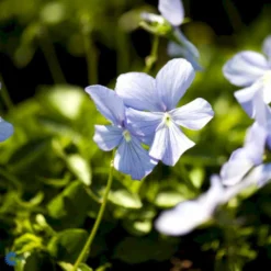 Hornviol Viola Cornuta 'Boughton Blue' Bakke Med 12 Stk. -Tilbud Lys Haven Butik mi14292 viola cornuta boughton blue c380