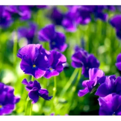 Hornviol Viola Cornuta 'Martin' 10 Cm. Potte