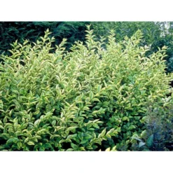Gul Bredbladet Liguster Ligustrum Ovalifolium 'Aureum' Potte 12 Liter,- 100-125 Cm. -Tilbud Lys Haven Butik mi1433 ligustrum ovalifolium aureum 3e53