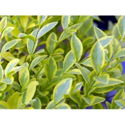 Gul Bredbladet Liguster Ligustrum Ovalifolium 'Aureum' Potte 12 Liter,- 100-125 Cm. -Tilbud Lys Haven Butik mi1433 ligustrum ovalifolium aureum 8dbe