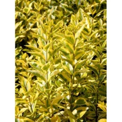 Gul Bredbladet Liguster Ligustrum Ovalifolium 'Aureum' Potte 12 Liter,- 100-125 Cm. -Tilbud Lys Haven Butik mi1433 ligustrum ovalifolium aureum ca96