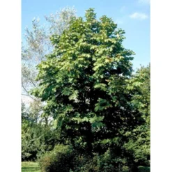 Hestekastanie Aesculus Hippocastanum Potte 12 Liter,- 150-175 Cm. -Tilbud Lys Haven Butik mi143 aesculus hippocastanum 2985