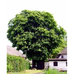 Hestekastanie Aesculus Hippocastanum Potte 12 Liter,- 150-175 Cm. -Tilbud Lys Haven Butik mi143 aesculus hippocastanum 4dc9