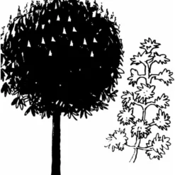 Hestekastanie Aesculus Hippocastanum Potte 12 Liter,- 150-175 Cm. -Tilbud Lys Haven Butik mi143 aesculus hippocastanum a103