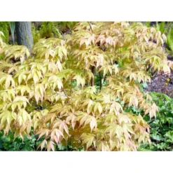 Japansk Løn Acer Palmatum 'Osakazuki' Potte 20 Liter,- 125-150 Cm. -Tilbud Lys Haven Butik mi14459 acer palmatum osakazuki 4969