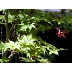 Japansk Løn Acer Palmatum 'Osakazuki' Potte 20 Liter,- 125-150 Cm. -Tilbud Lys Haven Butik mi14459 acer palmatum osakazuki 842e