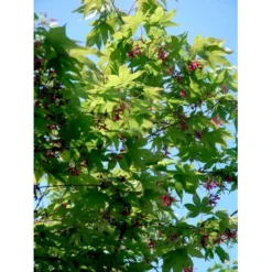 Japansk Løn Acer Palmatum 'Osakazuki' Potte 20 Liter,- 125-150 Cm. -Tilbud Lys Haven Butik mi14459 acer palmatum osakazuki 9a4e