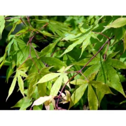 Japansk Løn Acer Palmatum 'Osakazuki' Potte 20 Liter,- 125-150 Cm. -Tilbud Lys Haven Butik mi14459 acer palmatum osakazuki df4a