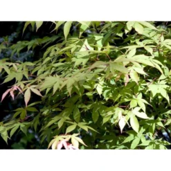 Japansk Løn Acer Palmatum 'Osakazuki' Potte 20 Liter,- 125-150 Cm. -Tilbud Lys Haven Butik mi14459 acer palmatum osakazuki dff8