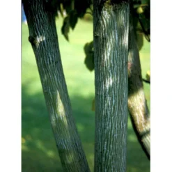 Slangeskinds Løn Acer Rufinerve Solitær Busk 150-200 Cm. - Med Klump -Tilbud Lys Haven Butik mi14503 acer rufinerve bb65