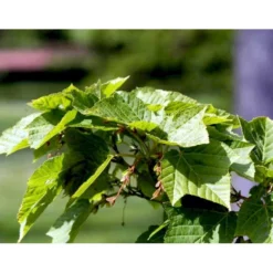 Slangeskinds Løn Acer Rufinerve Solitær Busk 150-200 Cm. - Med Klump -Tilbud Lys Haven Butik mi14503 acer rufinerve f54c