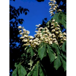 Hestekastanie Aesculus Hippocastanum Potte 12 Liter,- 150-175 Cm. -Tilbud Lys Haven Butik mi14521 aesculus eb85