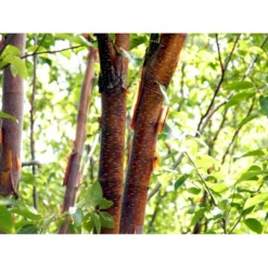 Rødbirk Betula Albosinensis Potte 10 Liter 150-175 Cm. -Tilbud Lys Haven Butik mi14591 betula albosinensis 5431