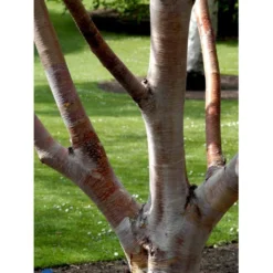 Rødbirk Betula Albosinensis Potte 10 Liter 150-175 Cm. -Tilbud Lys Haven Butik mi14591 betula albosinensis b829