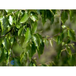 Rødbirk Betula Albosinensis Potte 10 Liter 150-175 Cm. -Tilbud Lys Haven Butik mi14591 betula albosinensis f022