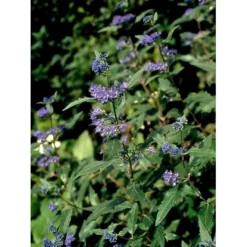 Blåskæg 'Heavenly Blue' Caryopteris Clandonensis 'Heavenly Blue' Potte 2,0 Liter,- 30-40 Cm. -Tilbud Lys Haven Butik mi14794 caryopteris clandon heavenly blue 3bc9