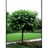 Kugletrompetkrone 'Nana' Catalpa Bignonioides 'Nana' Opstammet 80 Cm. Med Potte