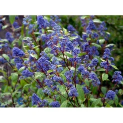 Amerikansk Syren 'Henri Désfossé' Ceanothus Hybrid 'Henri Désfossé' 3,5 Liter Potte -Tilbud Lys Haven Butik mi14813 ceanothus del henri desfosse fcee