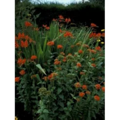 Brændende Kærlighed Lychnis Chalcedonica 1 Liter Potte -Tilbud Lys Haven Butik mi1483 lychnis chalcedonica 7ae8