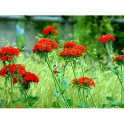 Brændende Kærlighed Lychnis Chalcedonica 1 Liter Potte -Tilbud Lys Haven Butik mi1483 lychnis chalcedonica d340