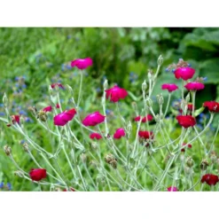 Haveklinte Lychnis Coronaria 10 Cm. Potte -Tilbud Lys Haven Butik mi1486 lychnis coronaria 6a67